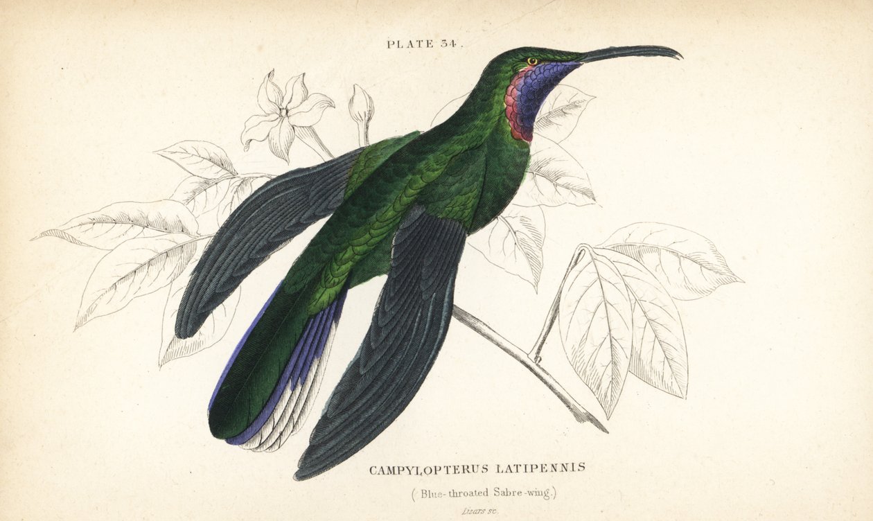 Colibrì a coda bianca, Campylopterus ensipennis. Incisione a mano colorata da William Lizars dal libro di Sir William Jardine