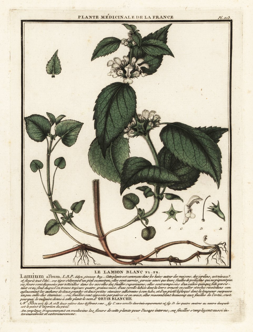 Ortica bianca, Lamium album da Unbekannter Künstler