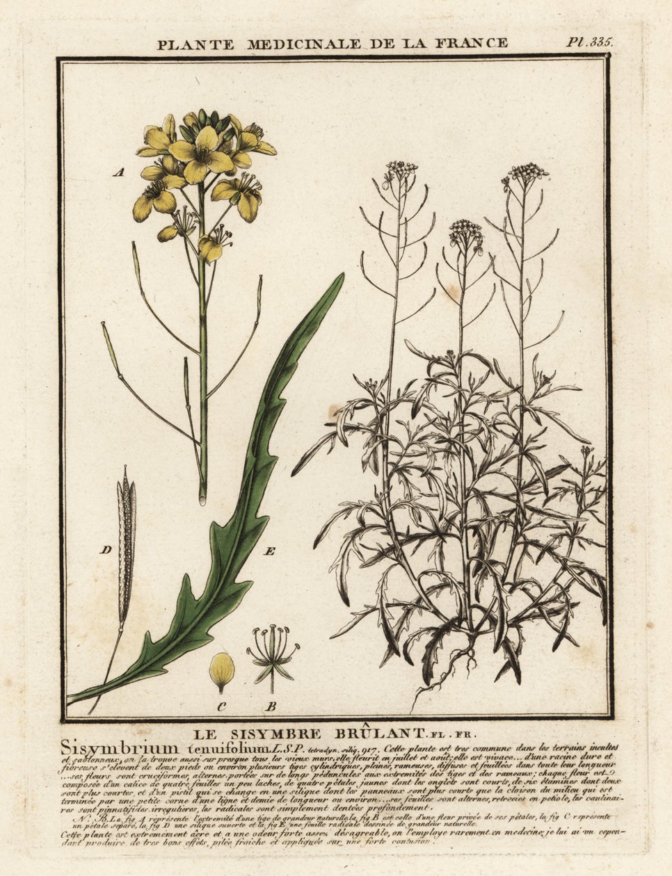 Diplotaxis tenuifolia da Unbekannter Künstler