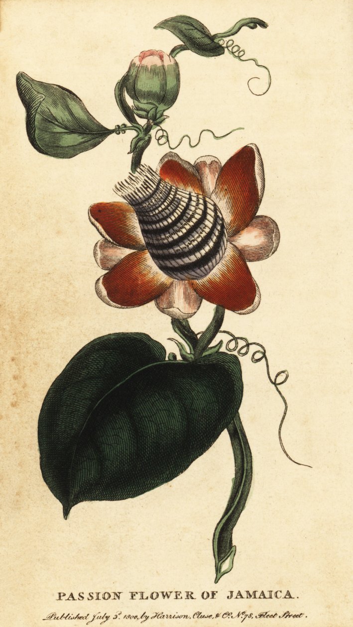 Passiflora alata (incisione) da Unbekannter Künstler