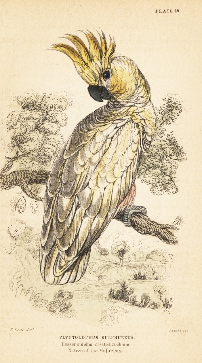 Cacatua crestagialla, Cacatua sulphurea da Unbekannter Künstler