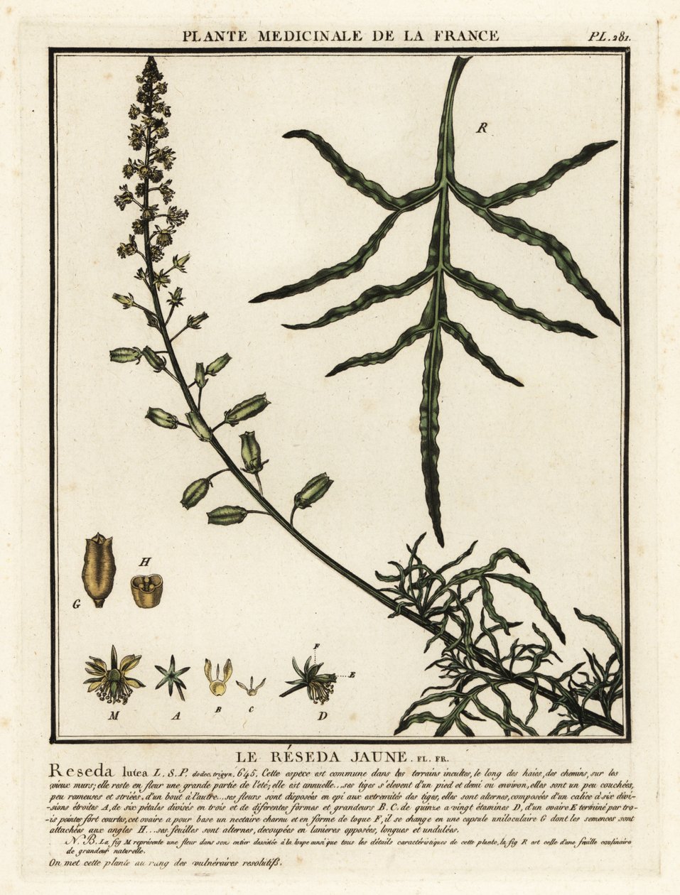 Reseda lutea da Unbekannter Künstler