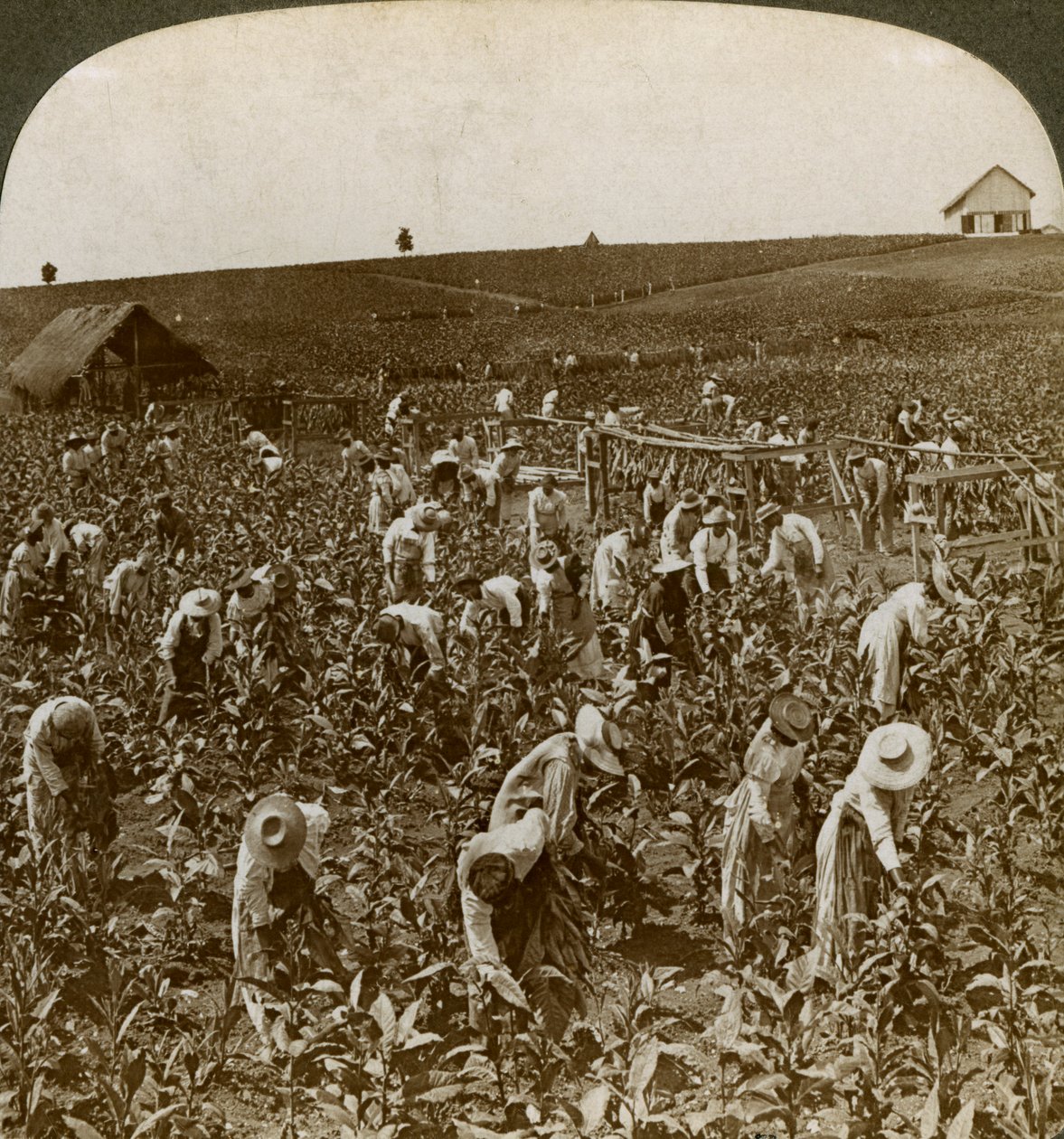 Campo di tabacco, Montpeller, Giamaica, 1900 da Underwood and Underwood