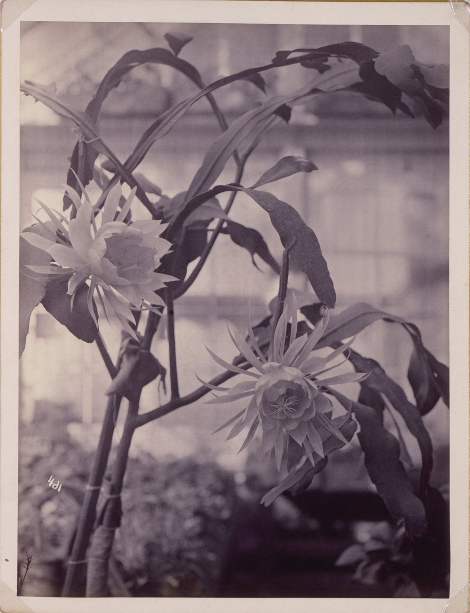 [Cereus notturno, in fiore]. da Unidentified
