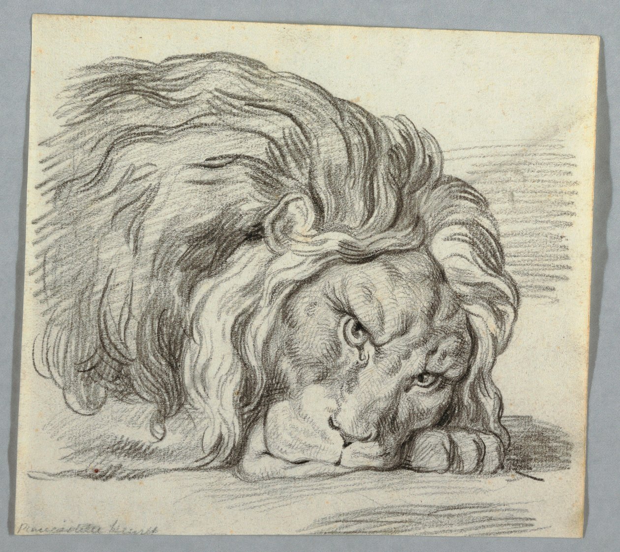 Disegno, Studio di un leone da Unknown