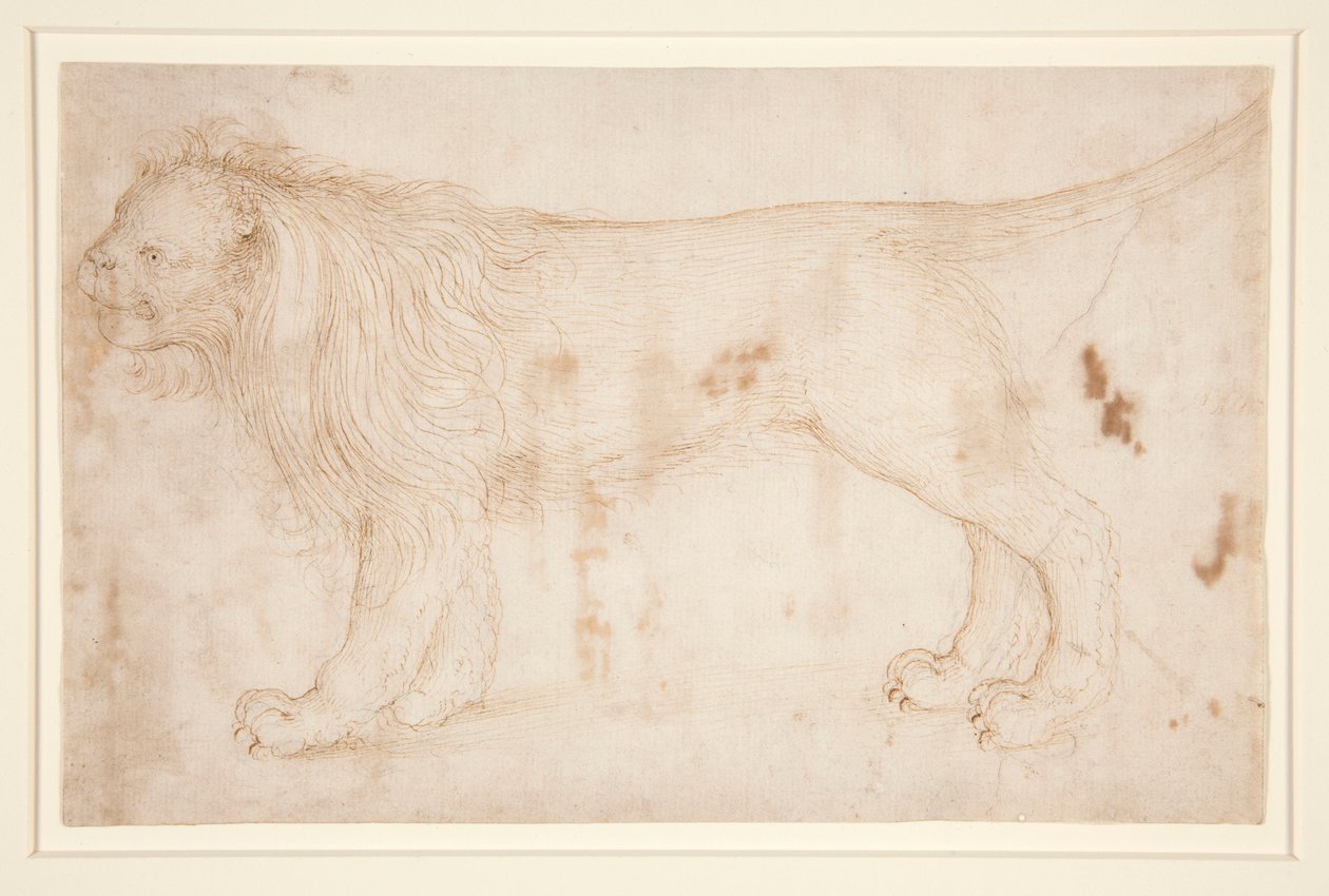 Un leone da Unknown