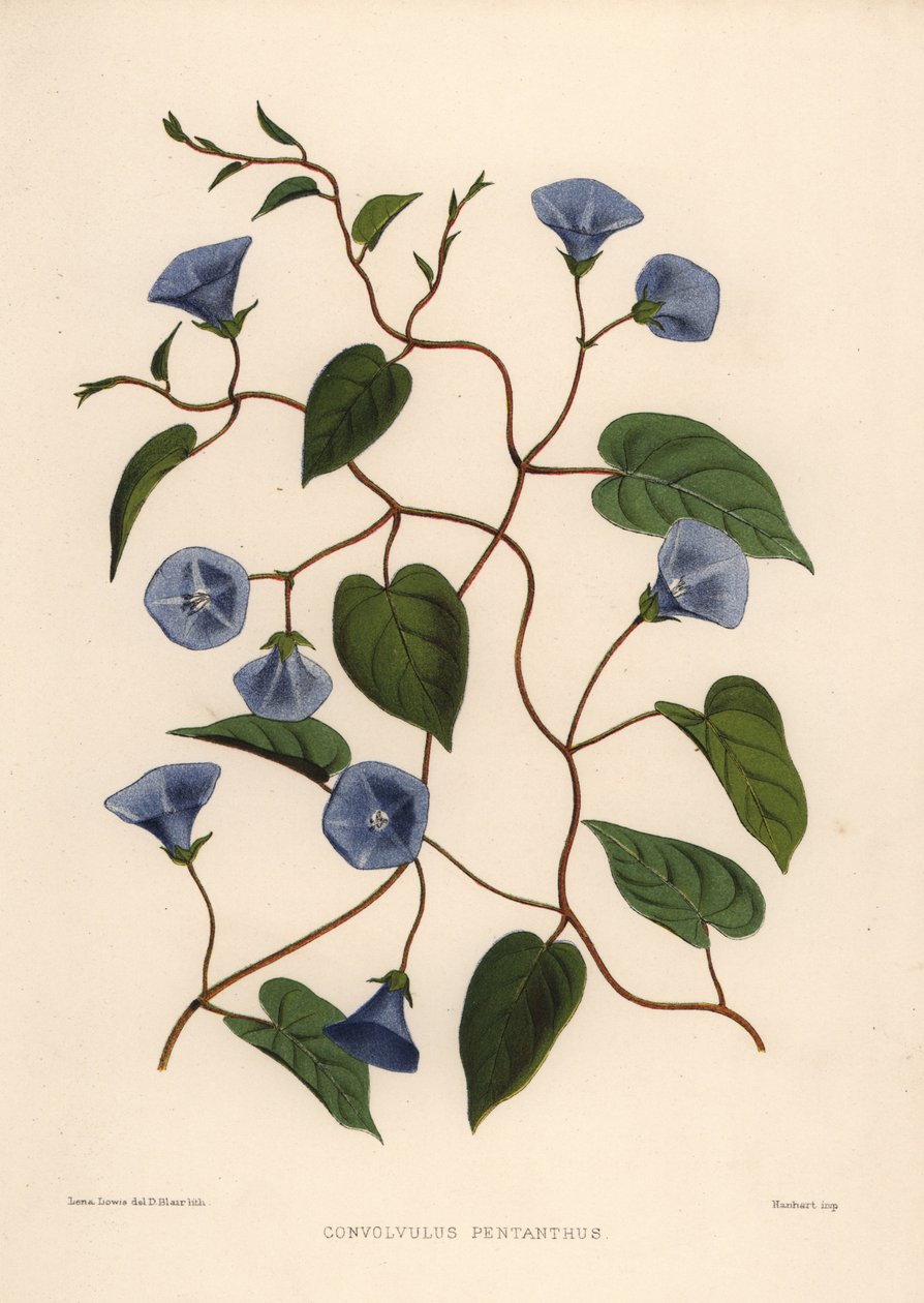 Jacquemontia pentanthos (Convolvulus pentanthus) da Unknown
