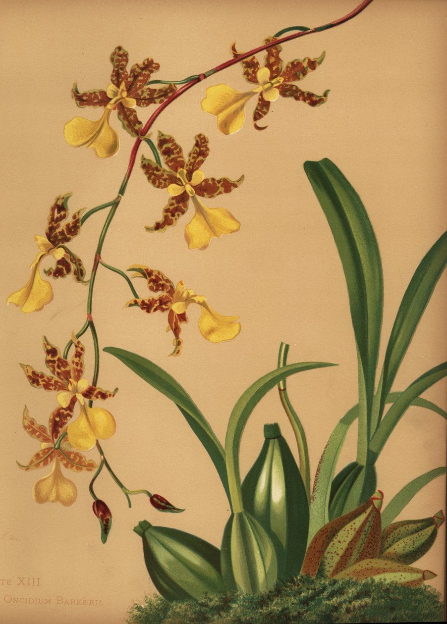 Orchidea ballerina, Oncidium tigrinum da Unknown