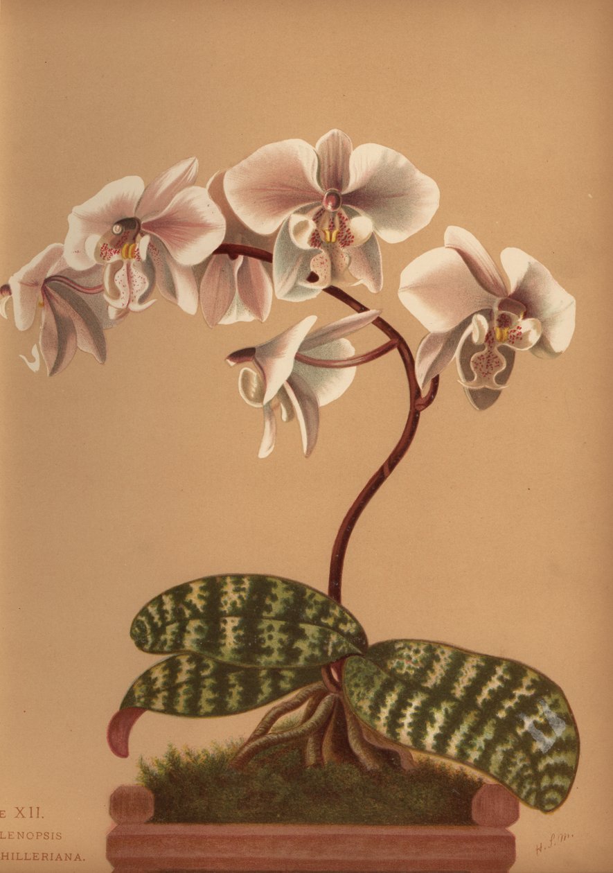 Phalaenopsis schilleriana da Unknown