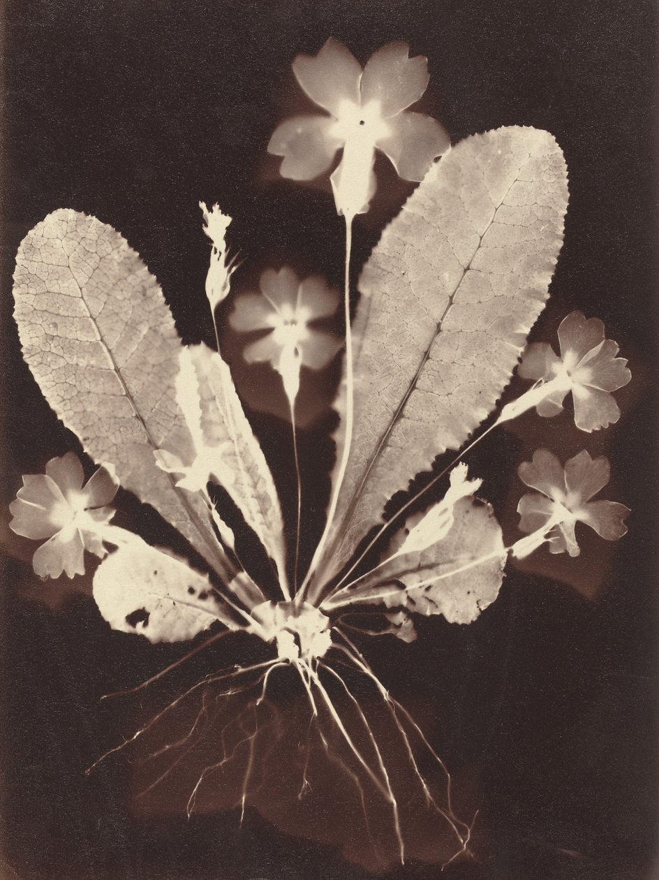 Fotogramma botanico da Unknown 19th Century