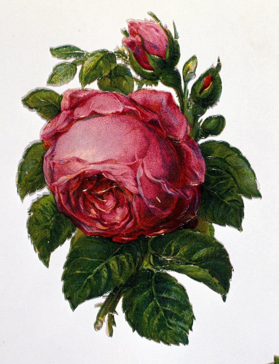 Una rosa. da Unknown artist