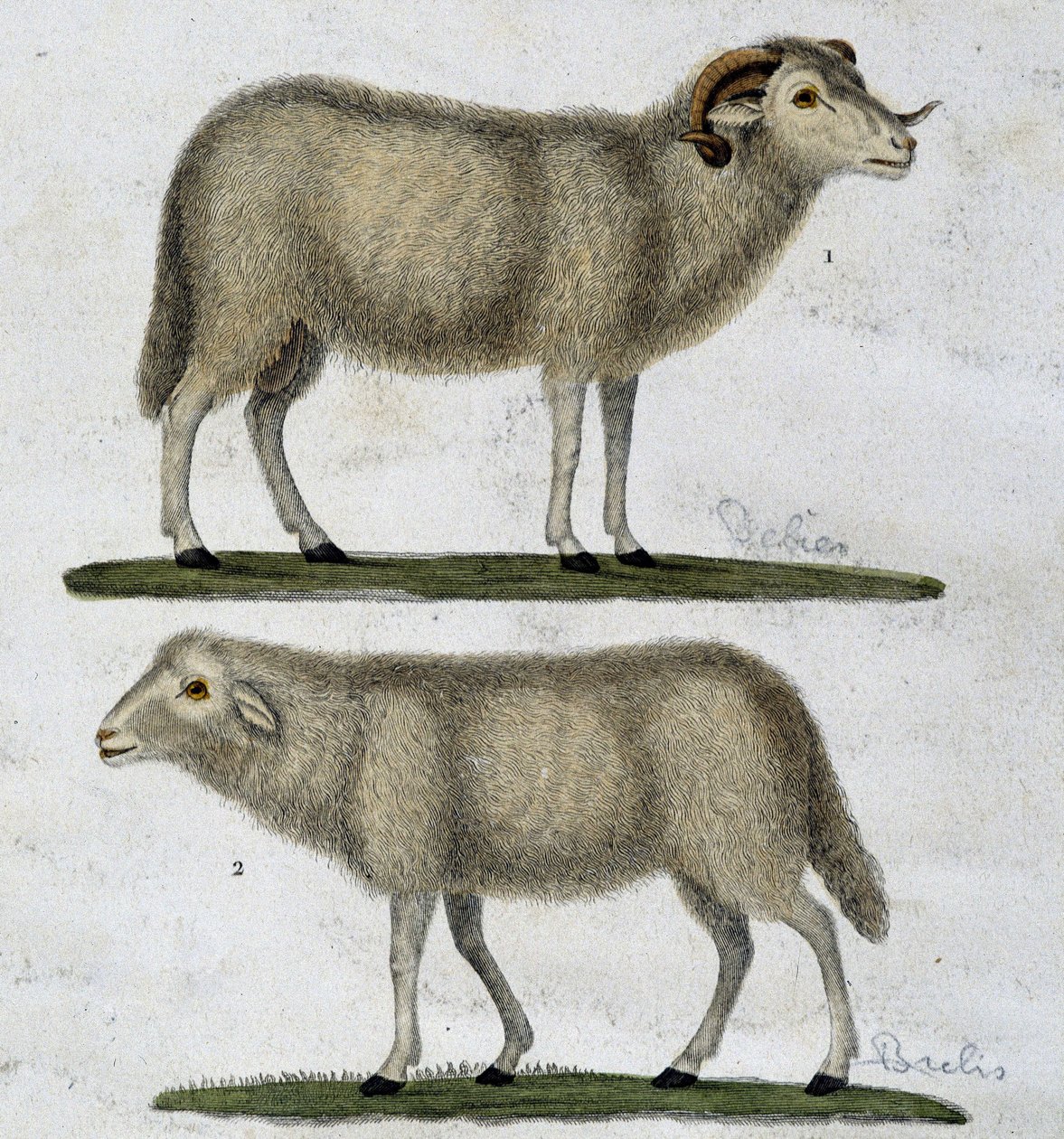 Ariete e pecore da Unknown artist