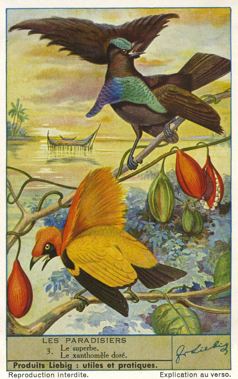 Uccelli del Paradiso da Unknown artist