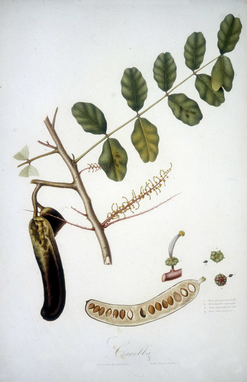 Tavola botanica: ramo di carrubo (Carobba). da Unknown artist