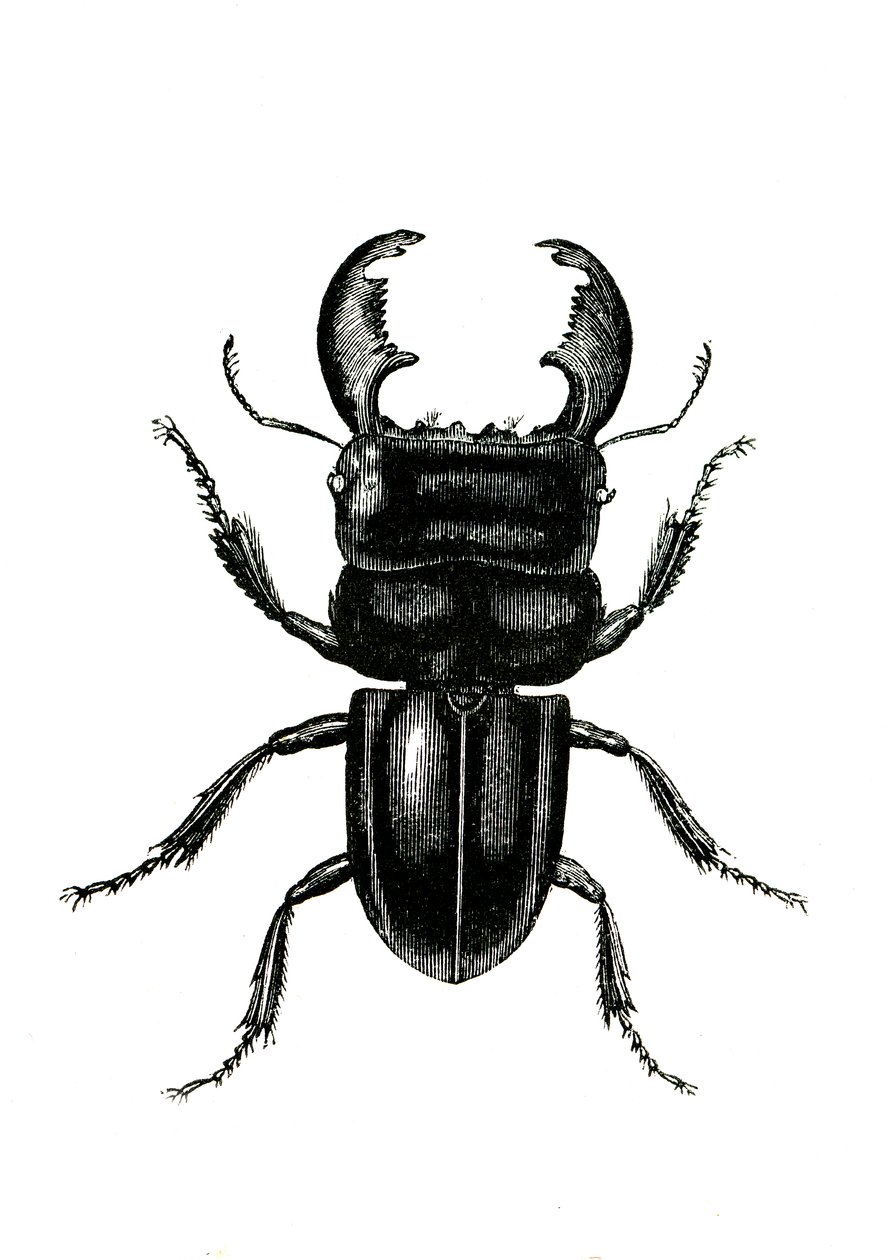 Coleotteri: Odontolarius giganteus da Unknown artist