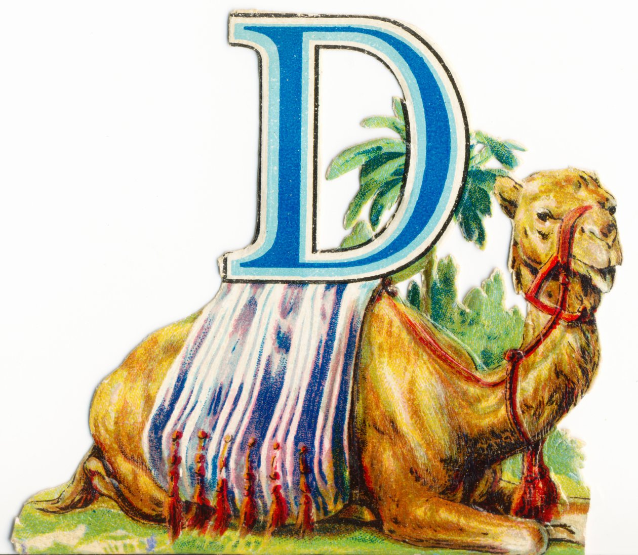 D: Dromedario da Unknown artist