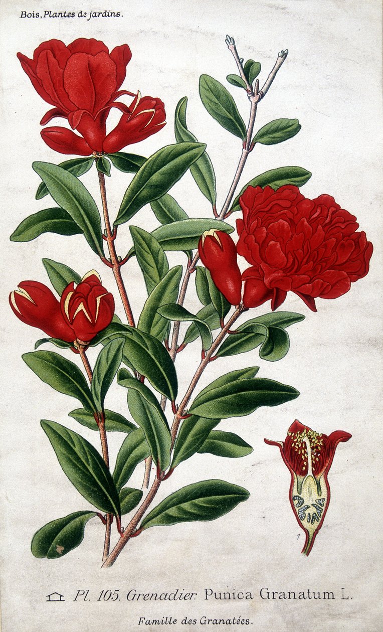 Piante da giardino: fiori di melograno (famiglia Grenateae). da Unknown artist