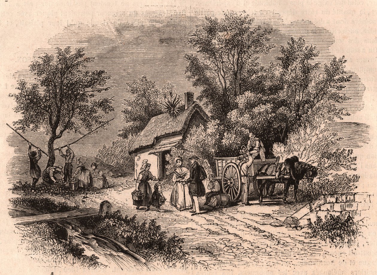 Raccolta di mele in Normandia, Francia da Unknown