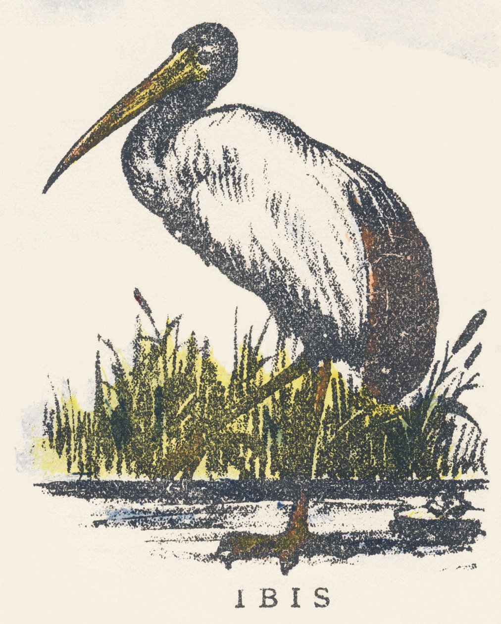 I: ibis da Unknown artist
