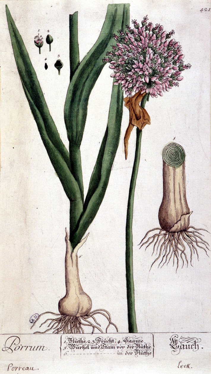 Porro - tavola botanica da Unknown artist