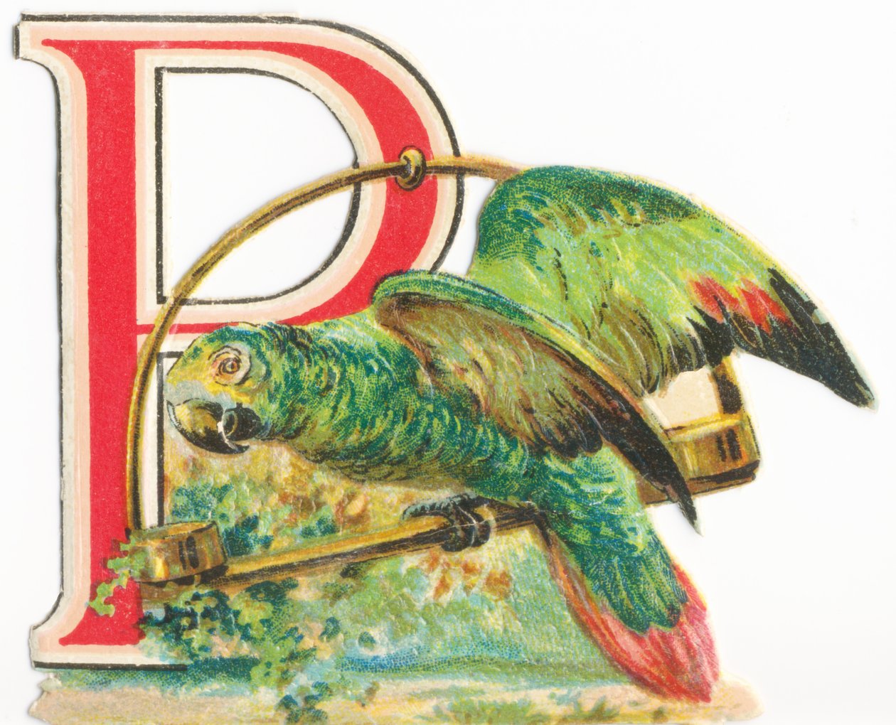 P: pappagallo da Unknown artist