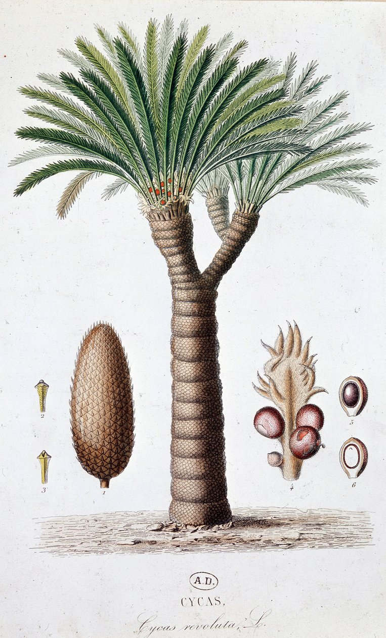 Palma Cycas Revoluta - Tavola botanica da Unknown artist