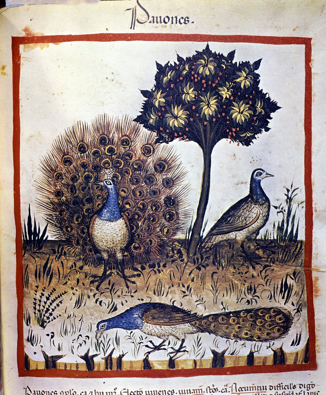 Pavoni rappresentati in "Tacuinum sanitatis" da Unknown artist