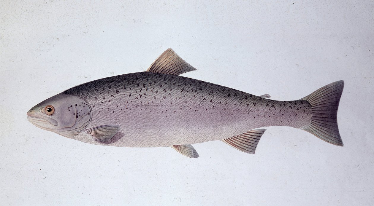 Trota salmonata - Tavola di storia naturale da Unknown artist