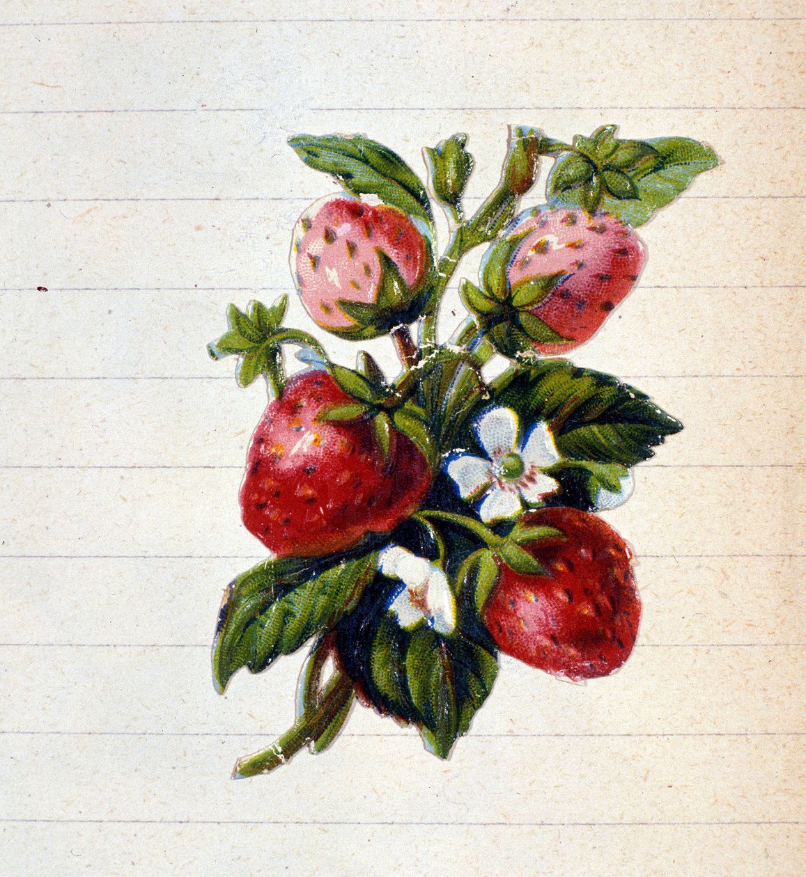 Fragole. Cromolitografia del XIX secolo. da Unknown artist