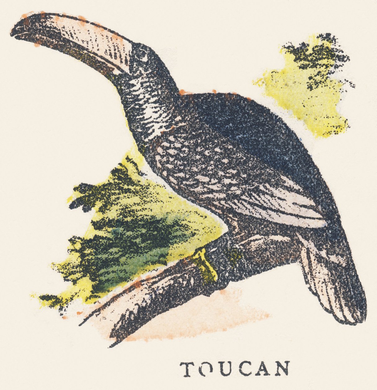 T: tucano da Unknown artist