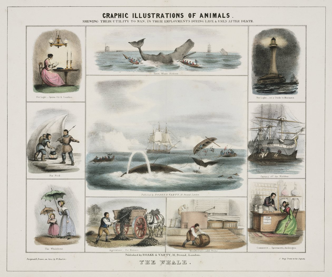 La balena, 1845 circa da Unknown artist