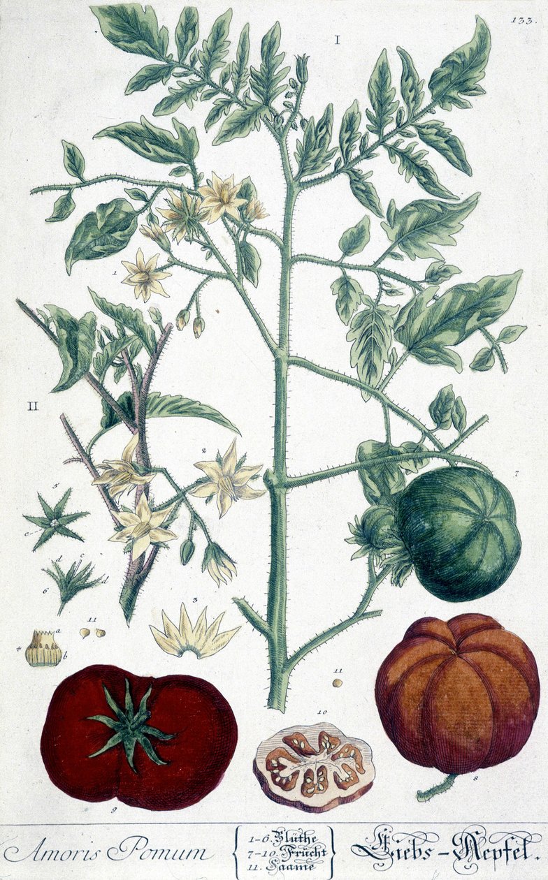 Pomodoro, tavola botanica da Unknown artist