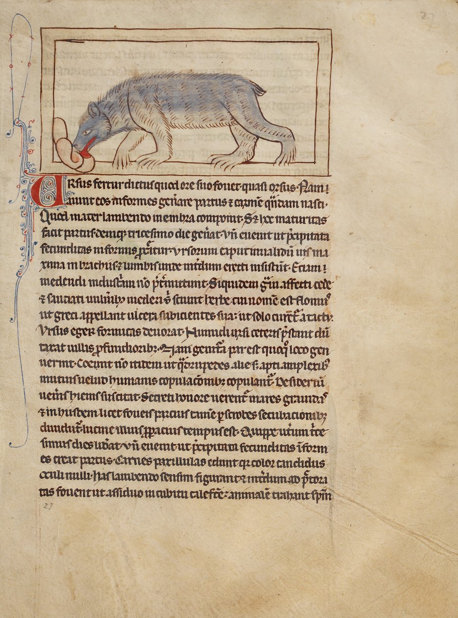 Un orso da Unknown artist