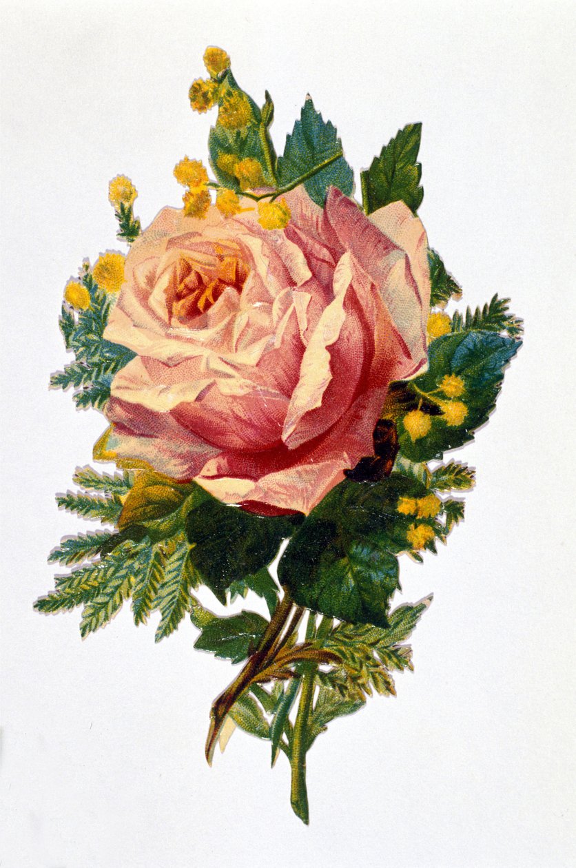Una rosa da Unknown artist