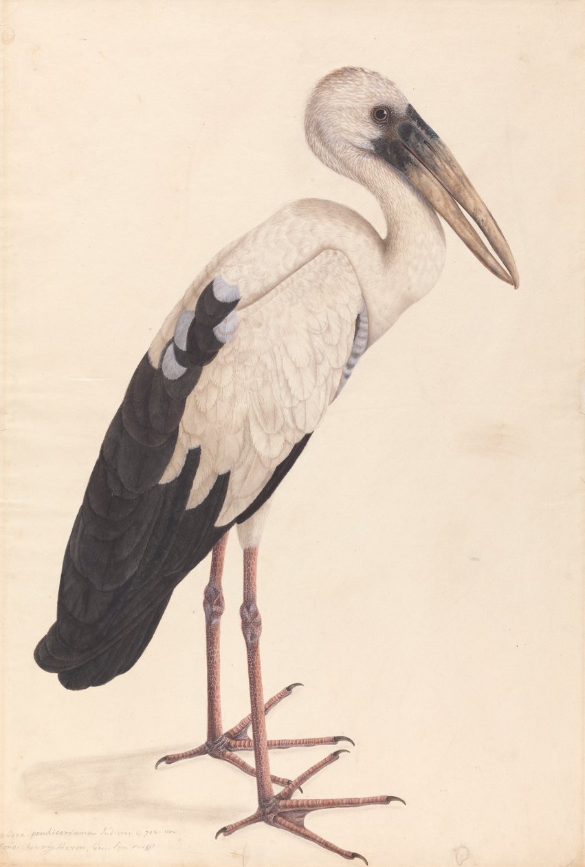 Una Cicogna Asiatica (Anastomus oscitans) da Unknown artist