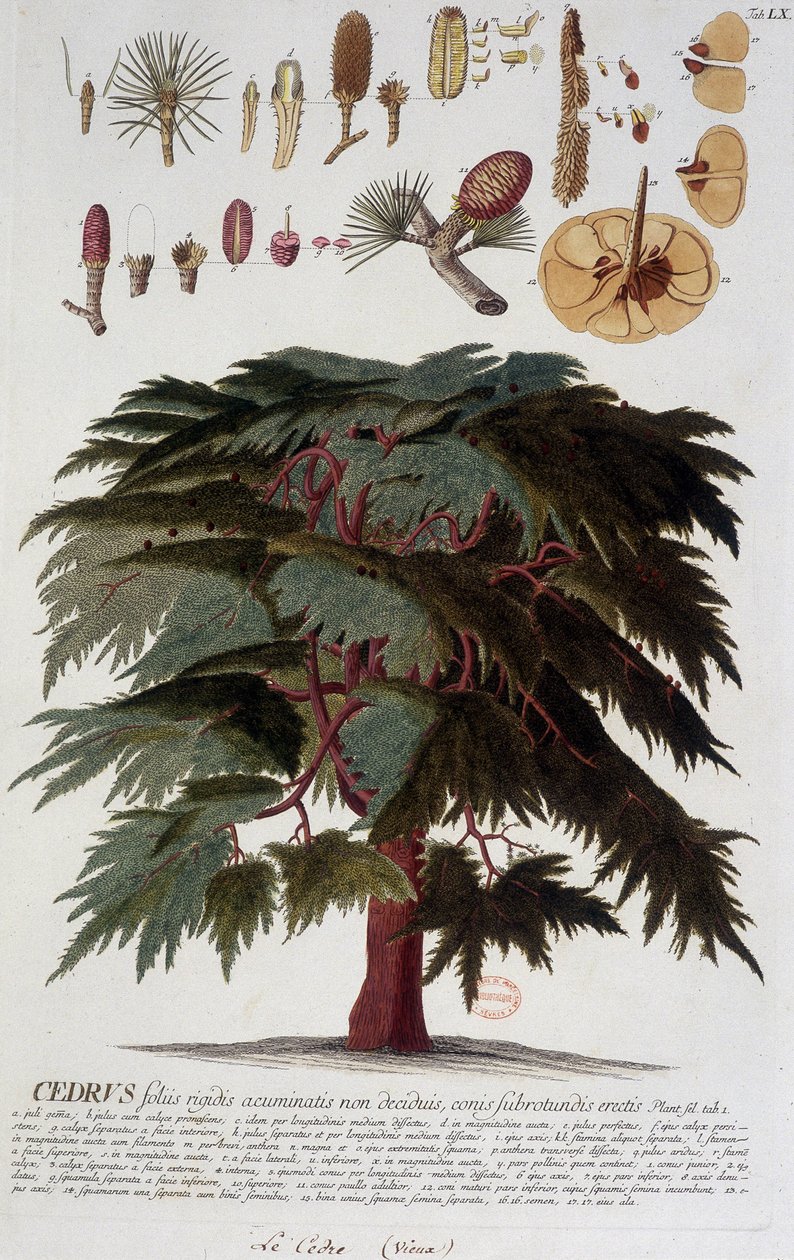 Tavola botanica: Cedro. s.d. XIX secolo da Unknown artist