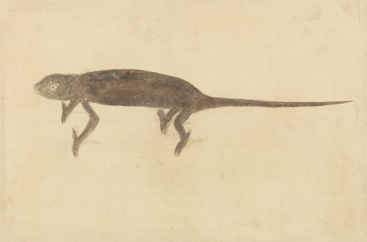 Chamaeler Chamaeleon da Unknown artist