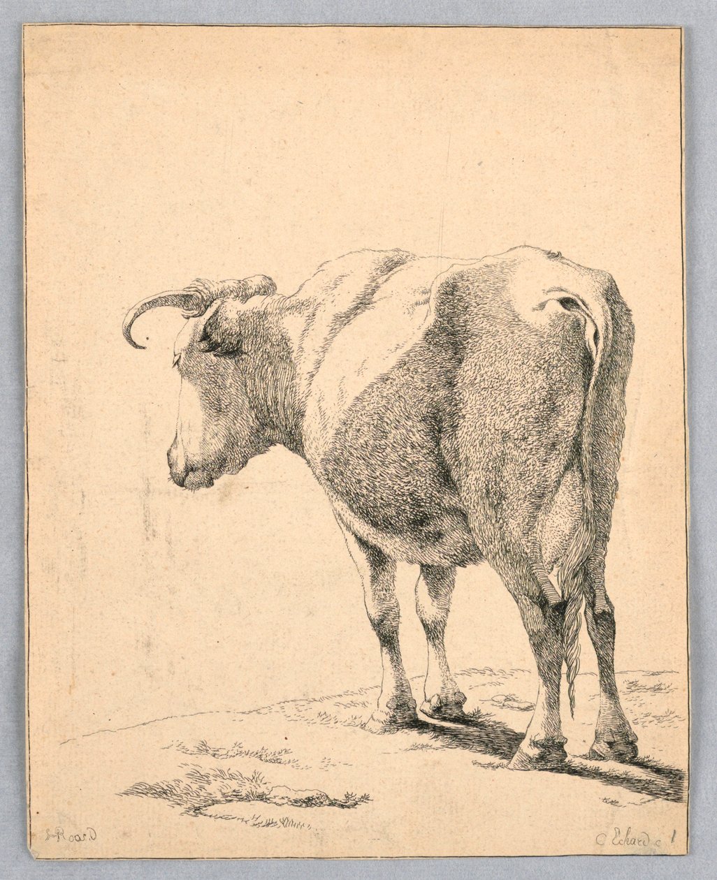 Mucca da Unknown artist