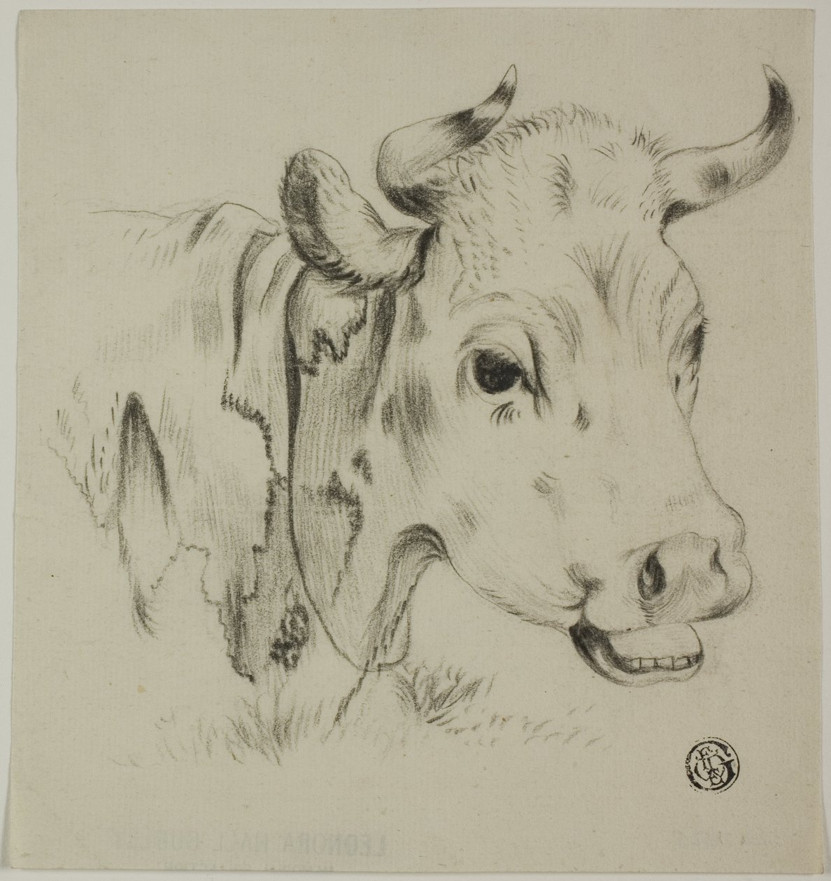 Testa di mucca da Unknown artist