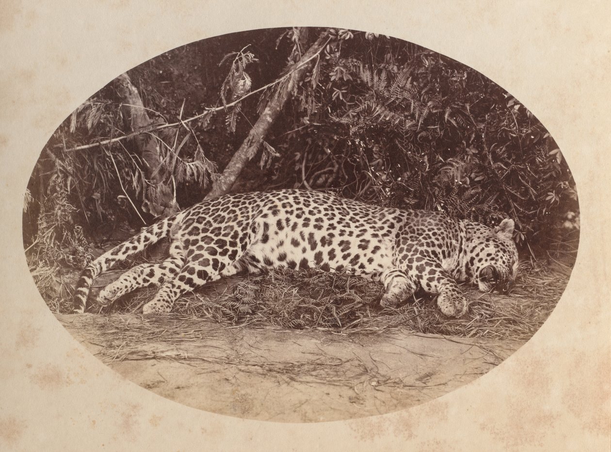 Leopardo morto da Unknown artist