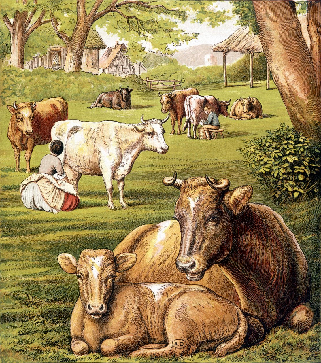 Contadini che mungono. XIX secolo. da Unknown artist