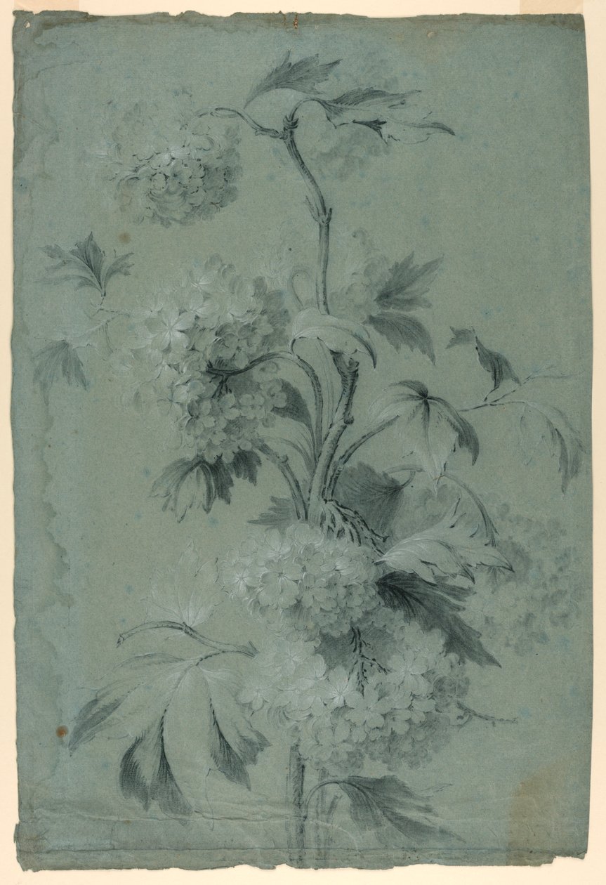 Disegno floreale da Unknown artist