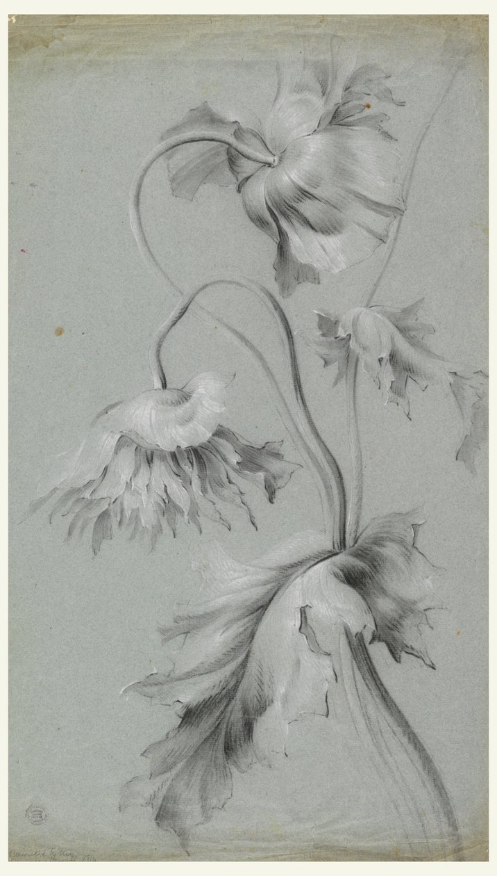 Design floreale da Unknown artist