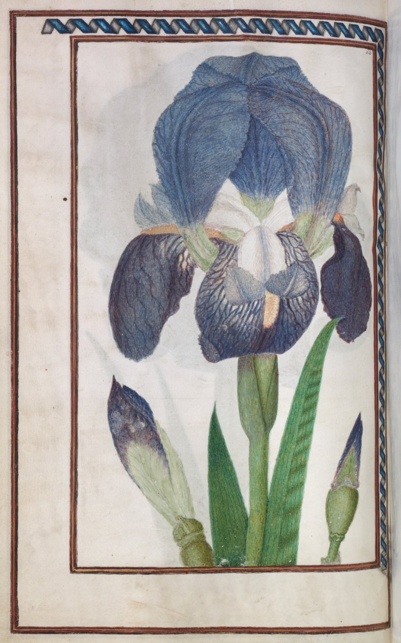 Florilegium da Unknown artist