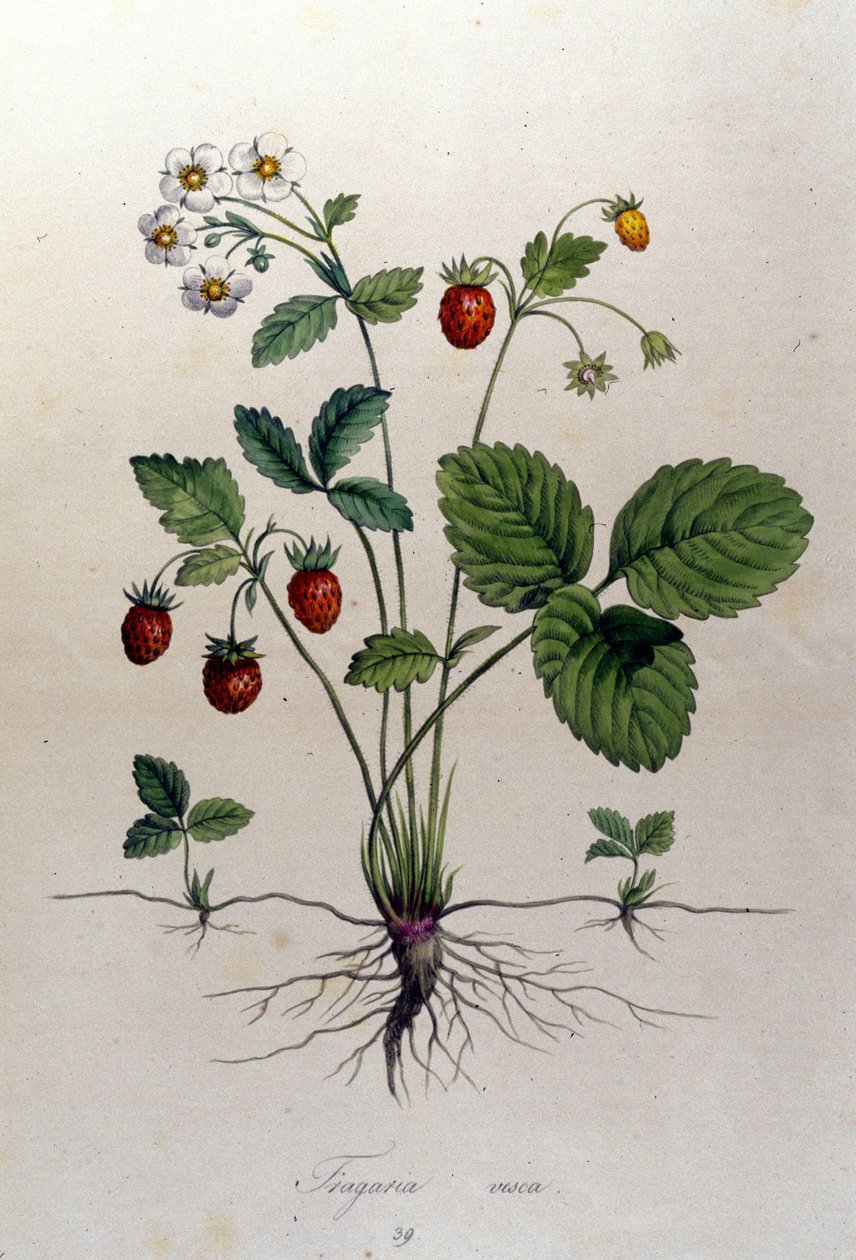 Fragaria Vesca (fragola selvatica). da Unknown artist