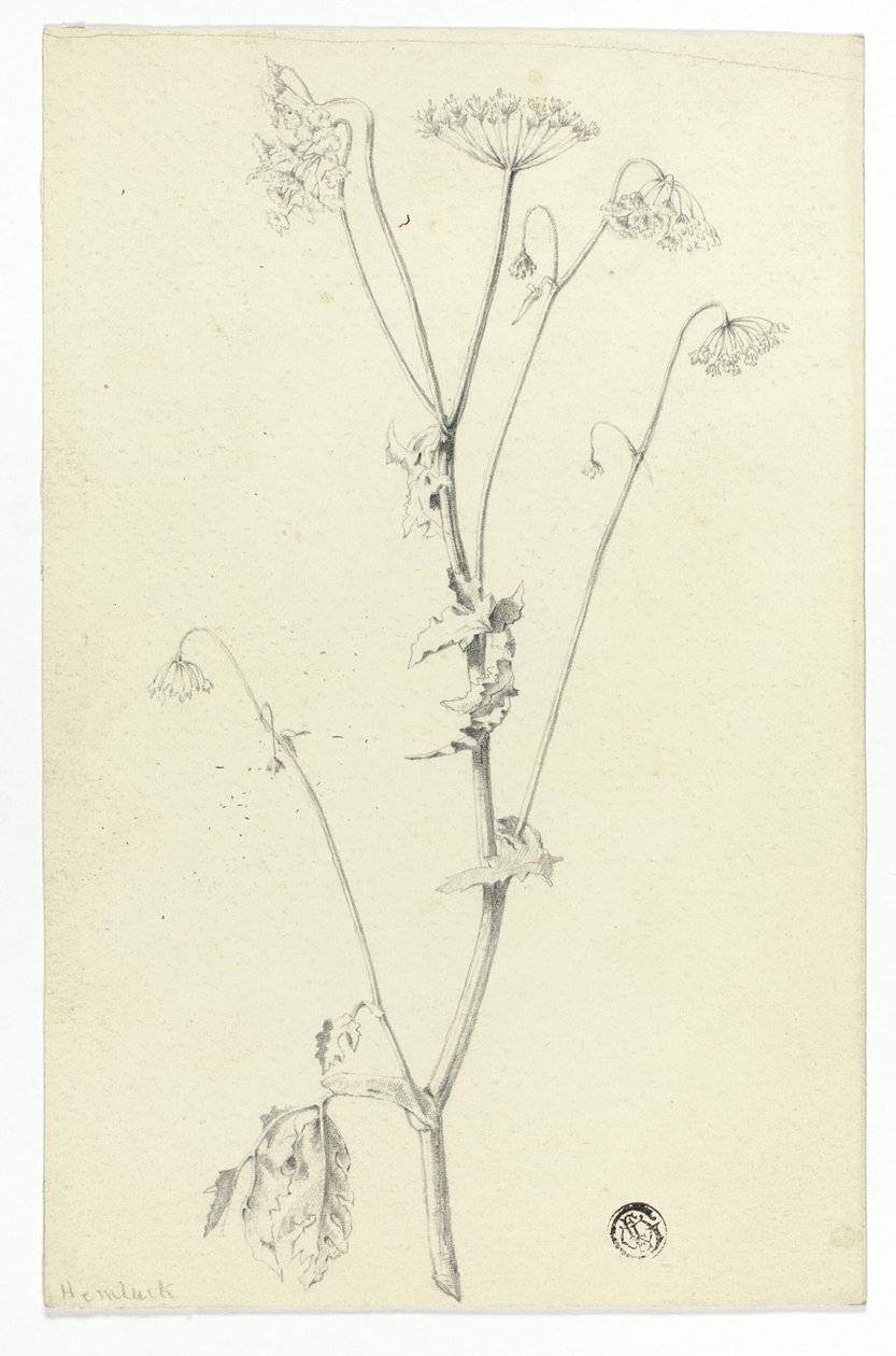 Cicuta da Unknown artist
