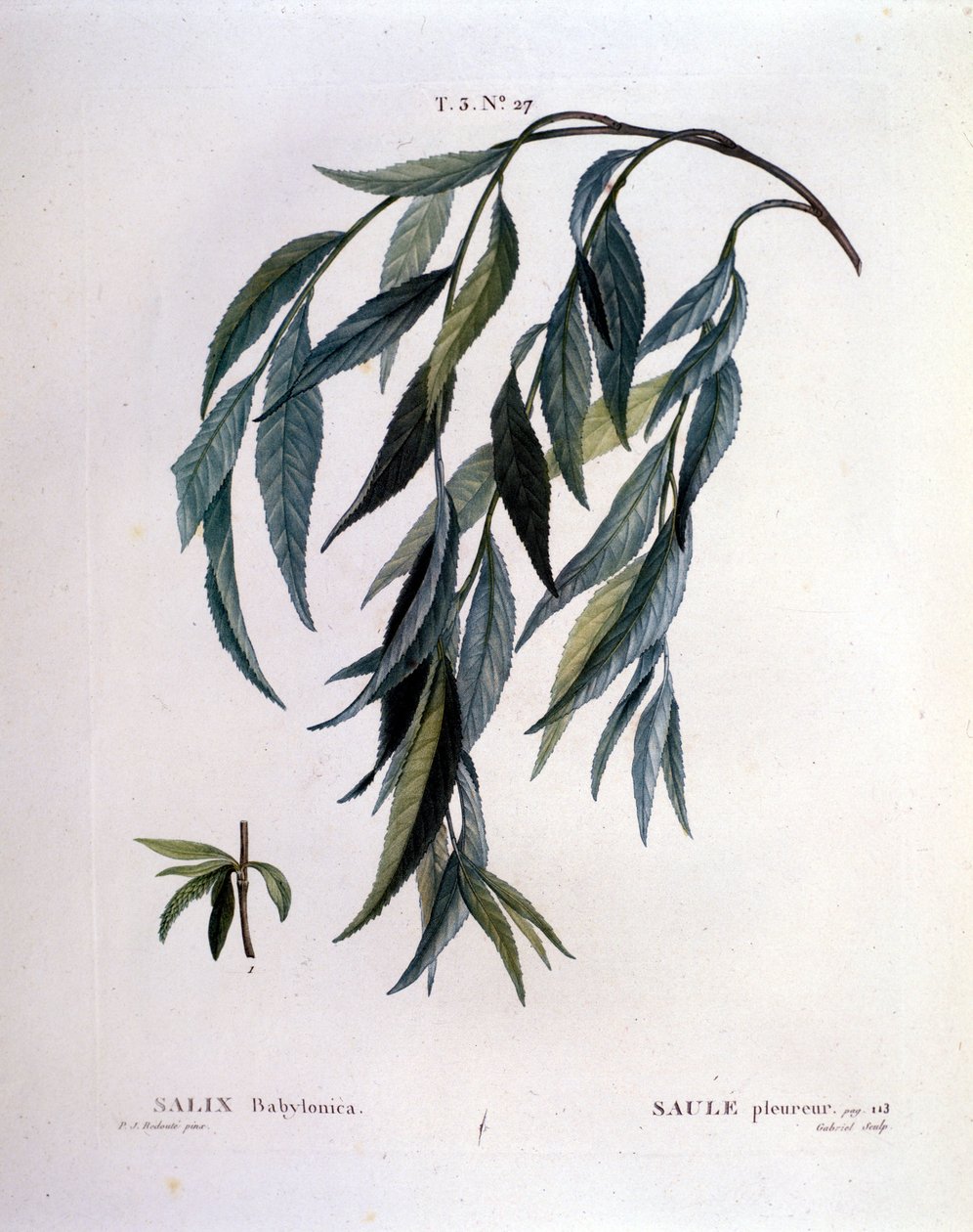 Foglia di salice piangente (Salix babylonica) da Unknown artist