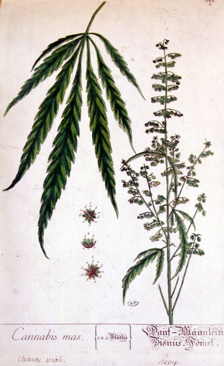 Pianta di cannabis maschio. Incisione del XIX secolo. da Unknown artist