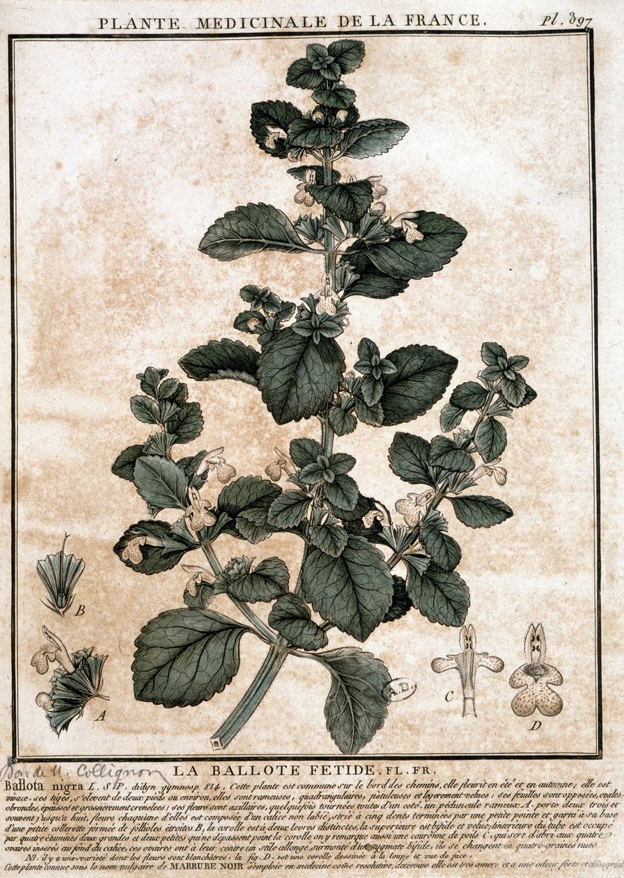 Pianta medicinale della Francia: la belotta fetida da Unknown artist