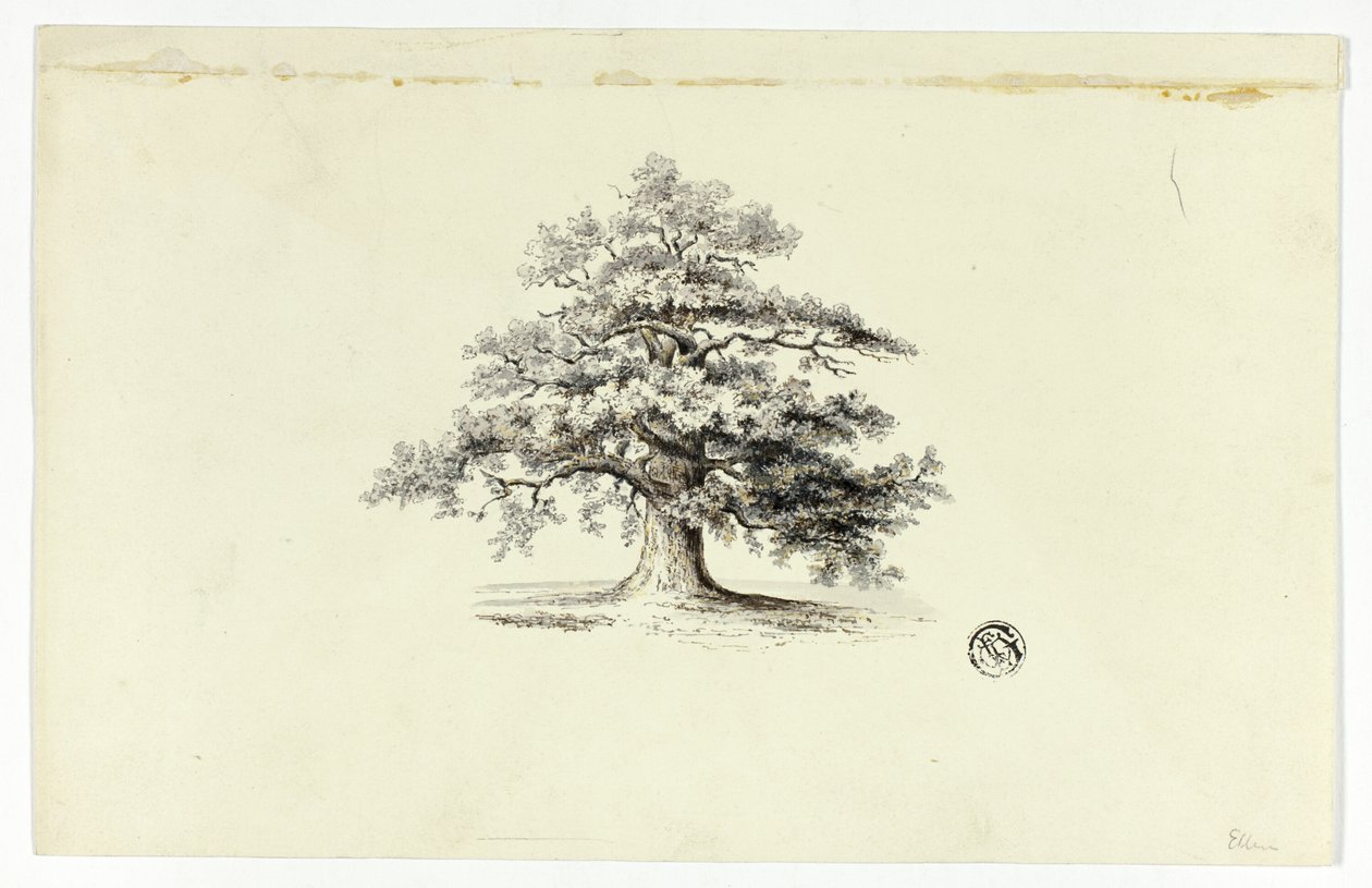 Quercia da Unknown artist